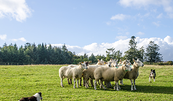 bus tours from cork ireland